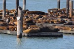 Sea lions at San Francisco's Pier 39.