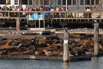 Sea lions at San Francisco's Pier 39.