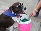 Only in New York: a begging dog.