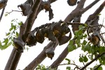 Fruit bats - Battambang Province, Cambodia. : Cambodia