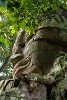 Western face-tower of Banteay Kdei Buddhist monastery - Angkor, Cambodia. : Cambodia