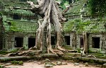 Ta Prohm temple - Angkor, Cambodia. : Cambodia