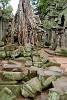 Ta Prohm temple - Angkor, Cambodia. : Cambodia