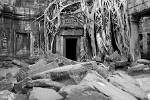 Ta Prohm temple - Angkor, Cambodia. : Cambodia