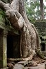 Ta Prohm temple - Angkor, Cambodia. : Cambodia, Cambodia