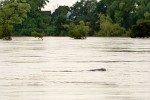 The rare Irrawaddy freshwater dolphins (trey pisaut) in the Mekong river near Kampi, Cambodia. : Cambodia