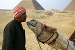 Desert transportation - Giza Plateau, Egypt. : Egypt