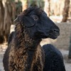 Nubian Village on Elephantine island - Aswan, Egypt. : Egypt