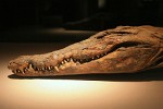 Mummified Crocodile at Mummification Museum - Eastbank Luxor, Egypt. : Egypt