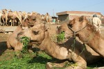 Birqash Camel Market - NW of Cairo, Egypt. : Egypt