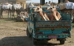 Birqash Camel Market - NW of Cairo, Egypt. : Egypt