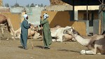 Birqash Camel Market - NW of Cairo, Egypt. : Egypt