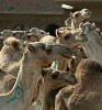 Birqash Camel Market - NW of Cairo, Egypt. : Egypt