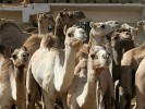 Birqash Camel Market - NW of Cairo, Egypt. : Egypt