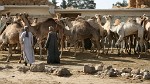 Birqash Camel Market - NW of Cairo, Egypt. : Egypt