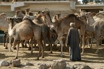 Birqash Camel Market - NW of Cairo, Egypt. : Egypt