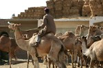 Birqash Camel Market - NW of Cairo, Egypt. : Egypt