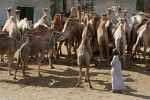 Birqash Camel Market - NW of Cairo, Egypt. : Egypt