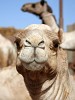 Birqash Camel Market - NW of Cairo, Egypt. : Egypt