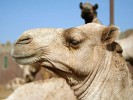 Birqash Camel Market - NW of Cairo, Egypt. : Egypt