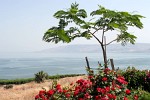 View from the Italian Church on the Mount of Beatitudes on the shore of the Sea of Galilee, Israel. : Israel, SNMG2 Deployment 2006