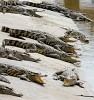 Crocodile farm near Can Tho, Vietnam. : Vietnam