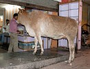 Cow looking for food in the Main Bazaar (Paharganj area) - Delhi, India. : India, India