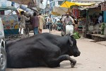 Varanasi, India. : India