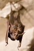 Bat living in the Man Singh Palace - Gwalior-, India. : India