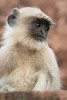 Common Langur at Jaigarh fort - North of Jaipur, India. : India