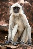 Common Langur at Jaigarh fort - North of Jaipur, India. : India