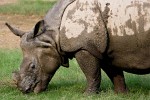 Endangered Indian Rhinoceros or the Great One-horned Rhinoceros (Rhinoceros unicornis) in Delhi Zoo - Delhi, India. : India