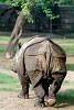 Endangered Indian Rhinoceros or the Great One-horned Rhinoceros (Rhinoceros unicornis) in Delhi Zoo - Delhi, India. : India