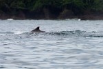 Humpback whale close to the shore of Drake's Bay. : Animals, Costa Rica