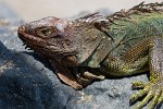 Green iguana warming itself in the morning sun on (Biological reserve) Isla del Caño. : Animals, Costa Rica