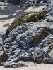 Green iguana warming itself in the morning sun on (Biological reserve) Isla del Caño. : Animals, Costa Rica