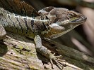 Green basilisk or Jesus lizard on Isla del Caño. : Animals, Costa Rica