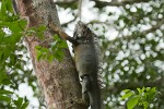 Green Iguana. : Animals, Costa Rica