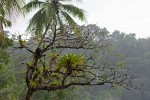 Peninsula de Osa. : Costa Rica