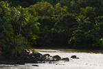 View from my cabin in Agujitas on Peninsula de Osa. : Costa Rica