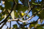 Boat-billed flycatcher on Peninsula de Osa. : Costa Rica