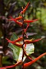 Peninsula de Osa. : Costa Rica, Flowers