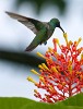 Rufous-tailed hummingbird on Peninsula de Osa. : Animals, Costa Rica