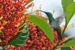 Rufous-tailed hummingbird on Peninsula de Osa. : Animals, Costa Rica