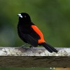 Scarlet-rumped Tanager on Peninsula de Osa. : Animals, Costa Rica