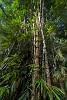 Large bamboo on Peninsula de Osa. : Costa Rica