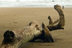 One of the many deserted beaches on Peninsula de Osa. : Costa Rica