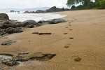 Tracks. : Costa Rica