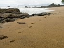 Tracks. : Costa Rica