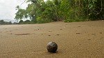 One of the many deserted beaches on Peninsula de Osa. : Costa Rica